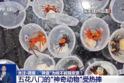 安宁@铲屎官们 养“异宠”或危害国家安全 这些行为违法了